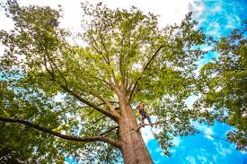 Best Organic Lawn Care Solutions  in Moville, IA