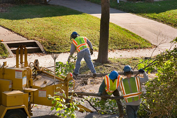 Best Tree Removal  in Moville, IA