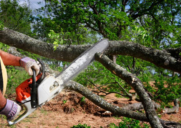 Best Tree Mulching  in Moville, IA