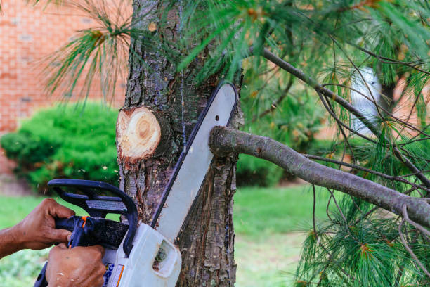 Best Storm Damage Tree Cleanup  in Moville, IA